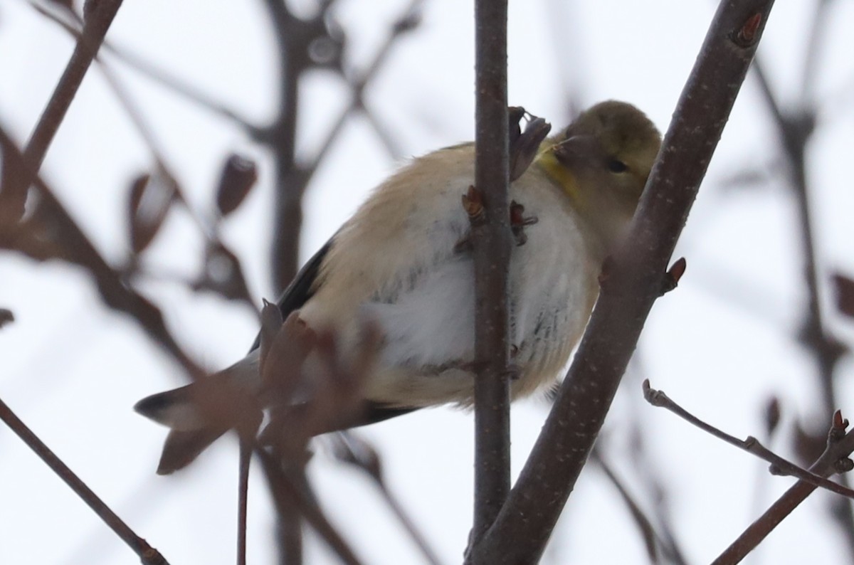 American Goldfinch - ML646468824