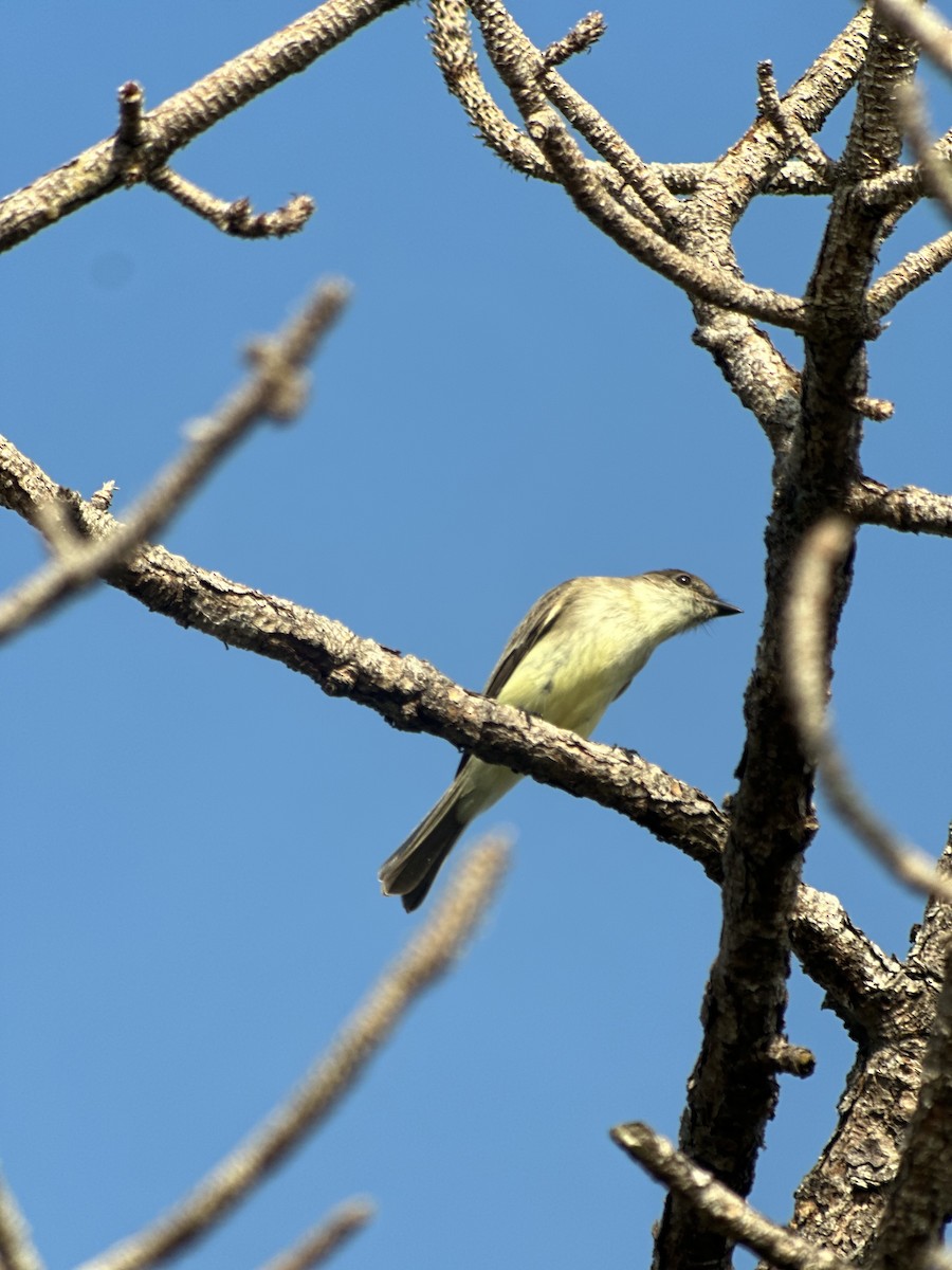 פיבי מזרחית - ML646468826
