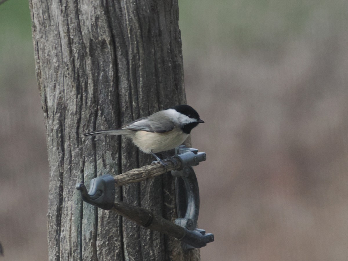 Carolina Chickadee - ML646468830