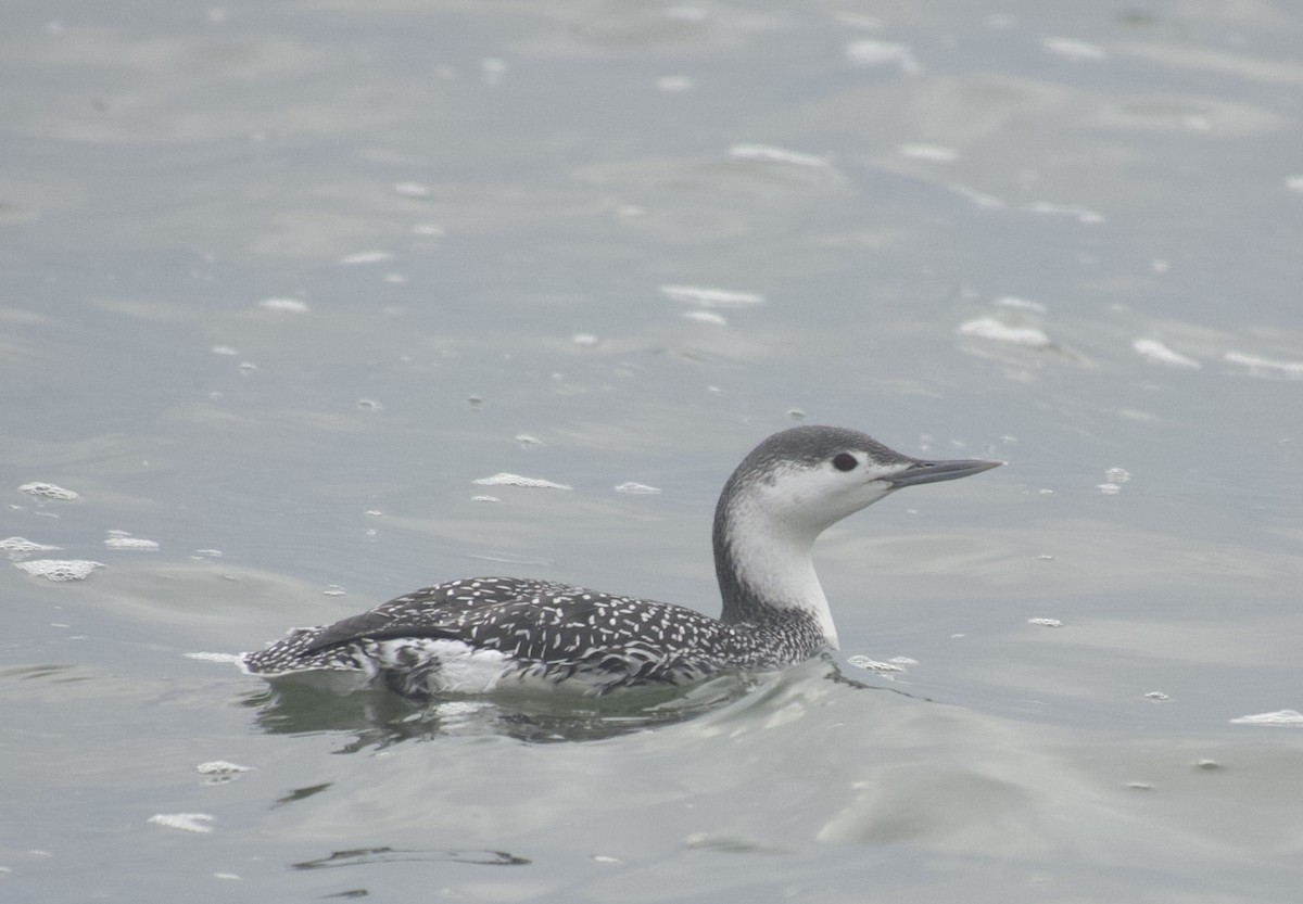 Red-throated Loon - ML646468831