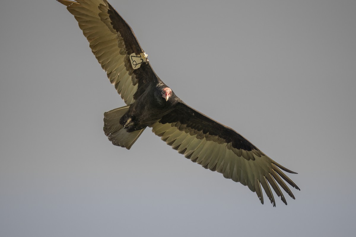 Urubu à tête rouge - ML646468833