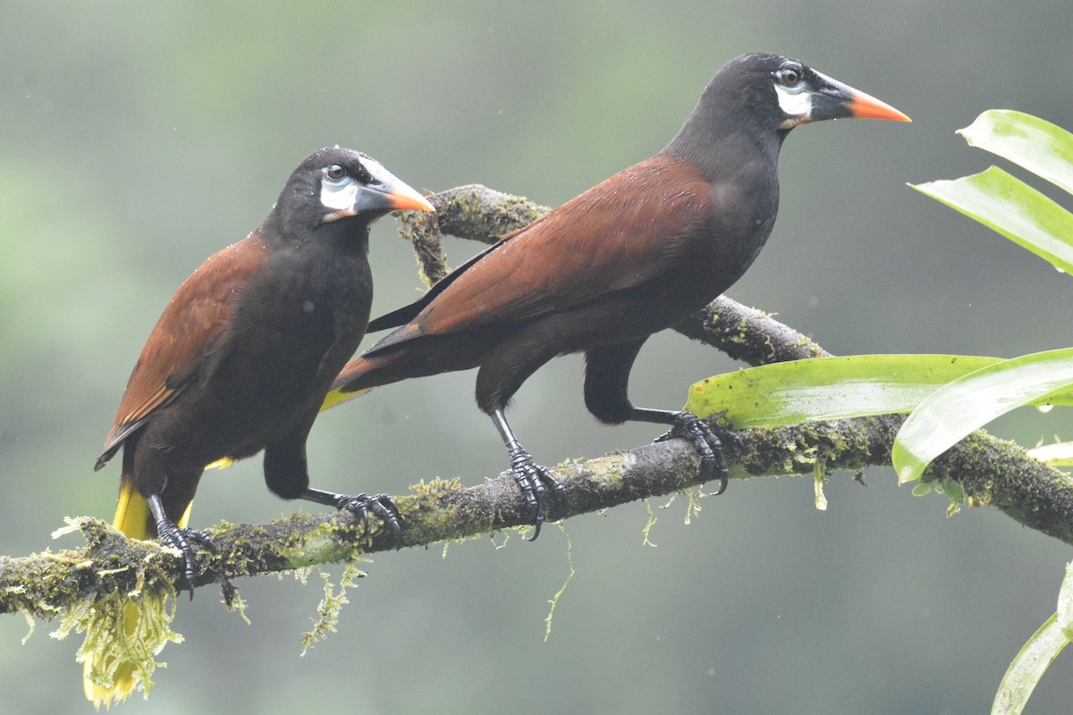 Montezuma Oropendola - ML646468834