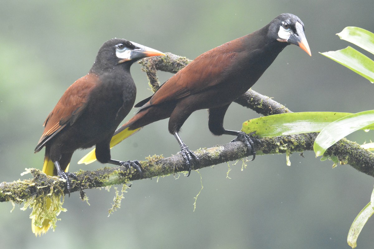 Montezuma Oropendola - ML646468835