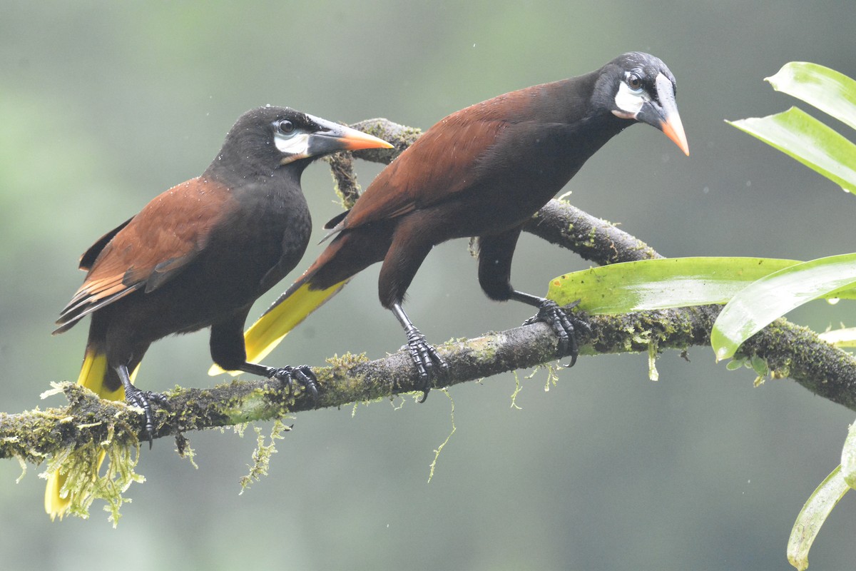 Montezuma Oropendola - ML646468836