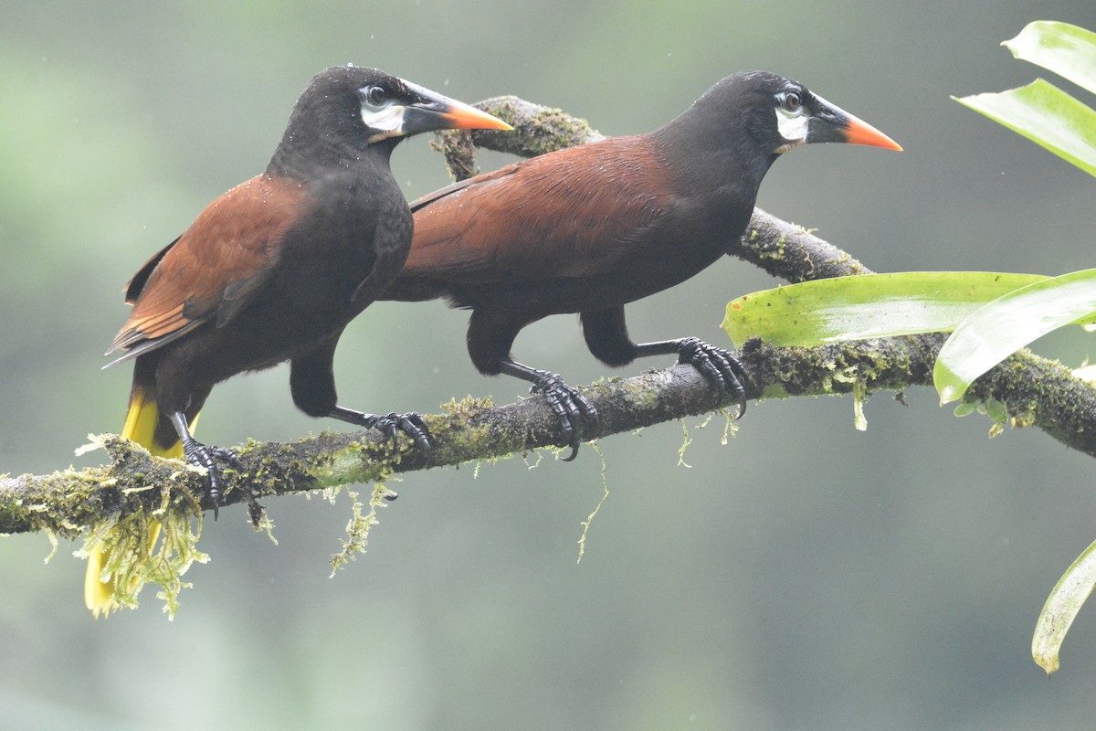 Montezuma Oropendola - ML646468837