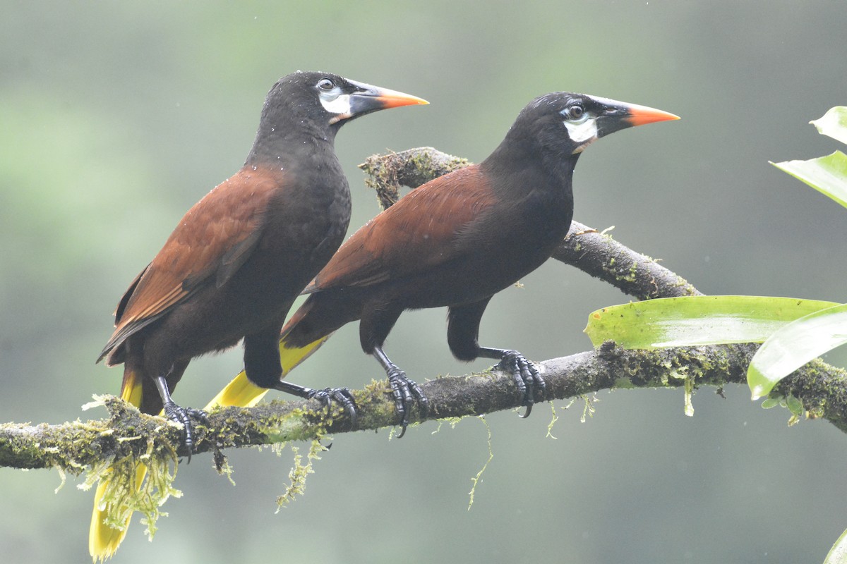 Montezuma Oropendola - ML646468838