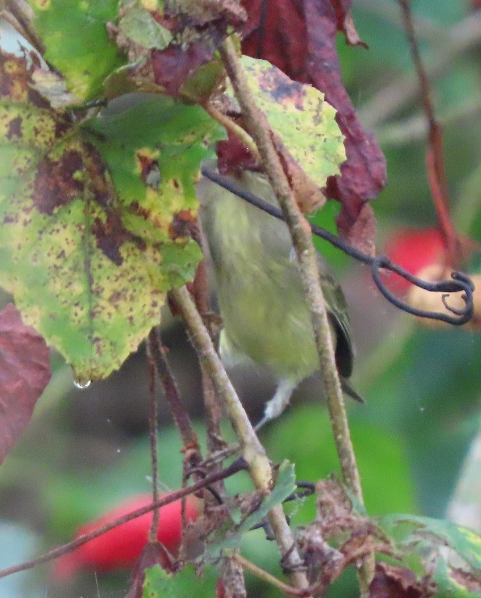 Orange-crowned Warbler - ML646468839
