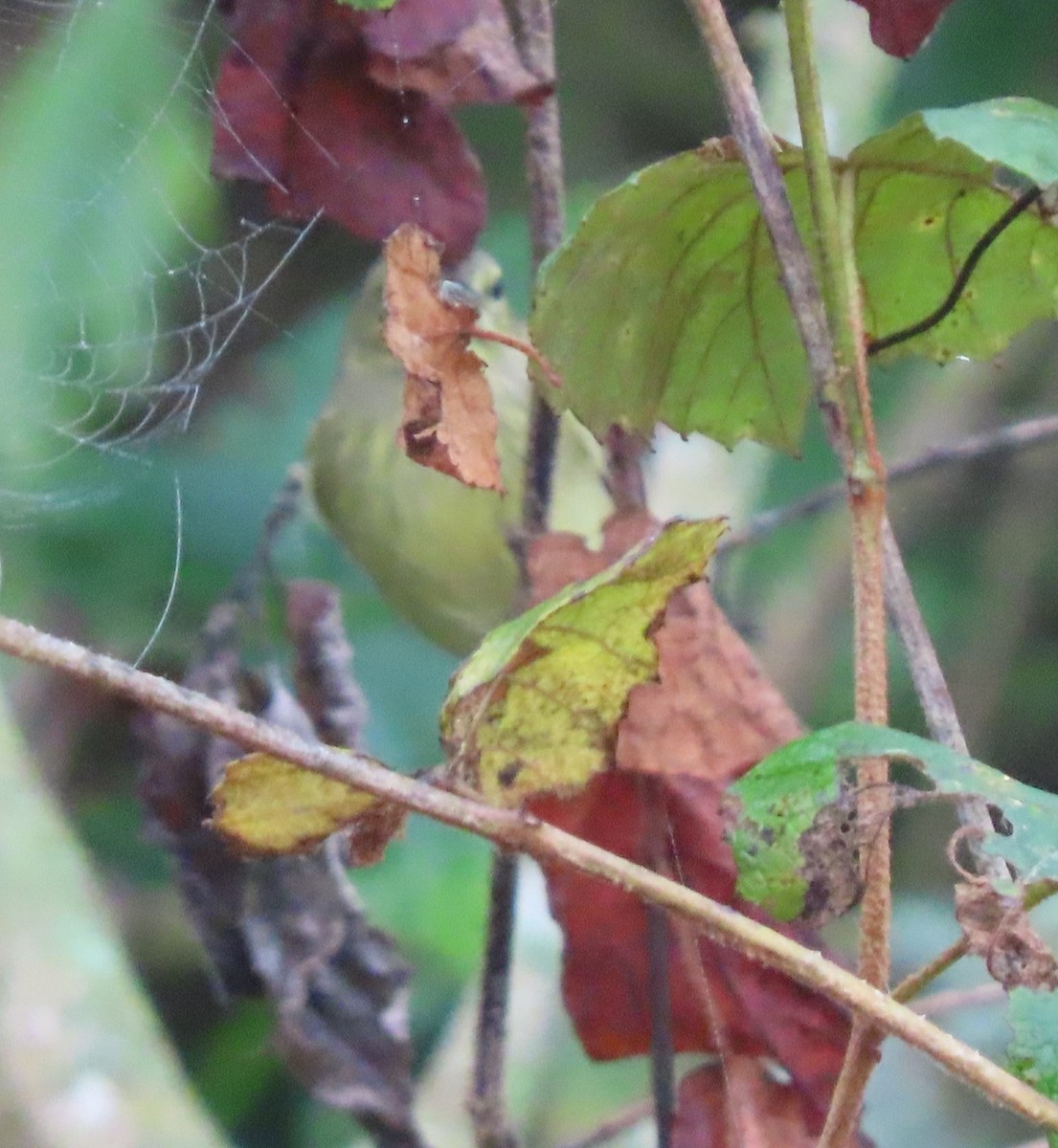 Orange-crowned Warbler - ML646468840