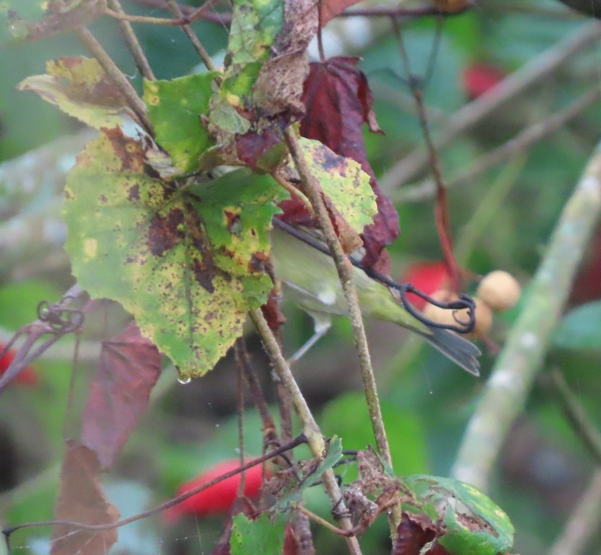 Orange-crowned Warbler - ML646468841