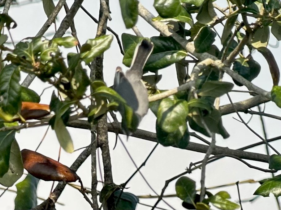 Blue-gray Gnatcatcher - ML646468842