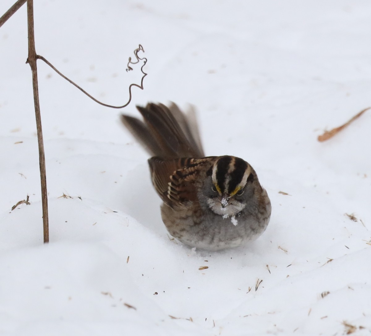 White-throated Sparrow - ML646468844