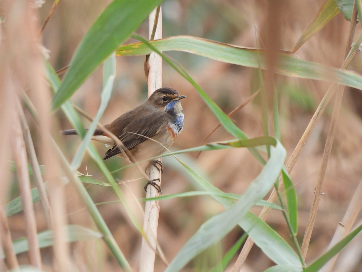 Bluethroat - ML646468848