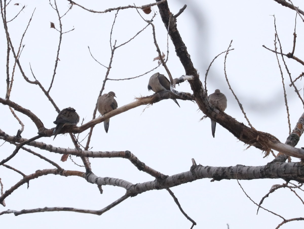 Mourning Dove - ML646468850