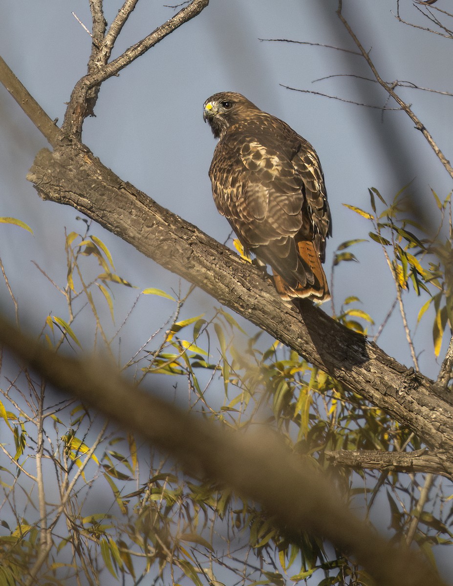 Buse à queue rousse - ML646468851