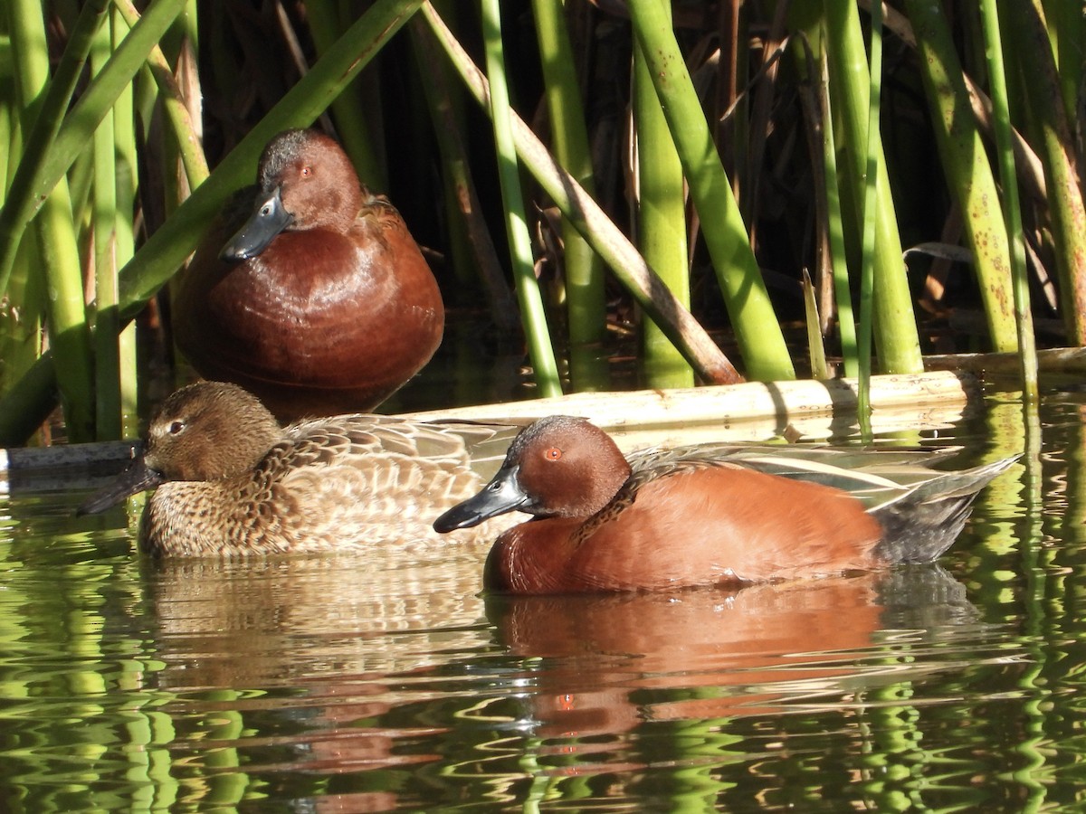 Cinnamon Teal - ML646468854