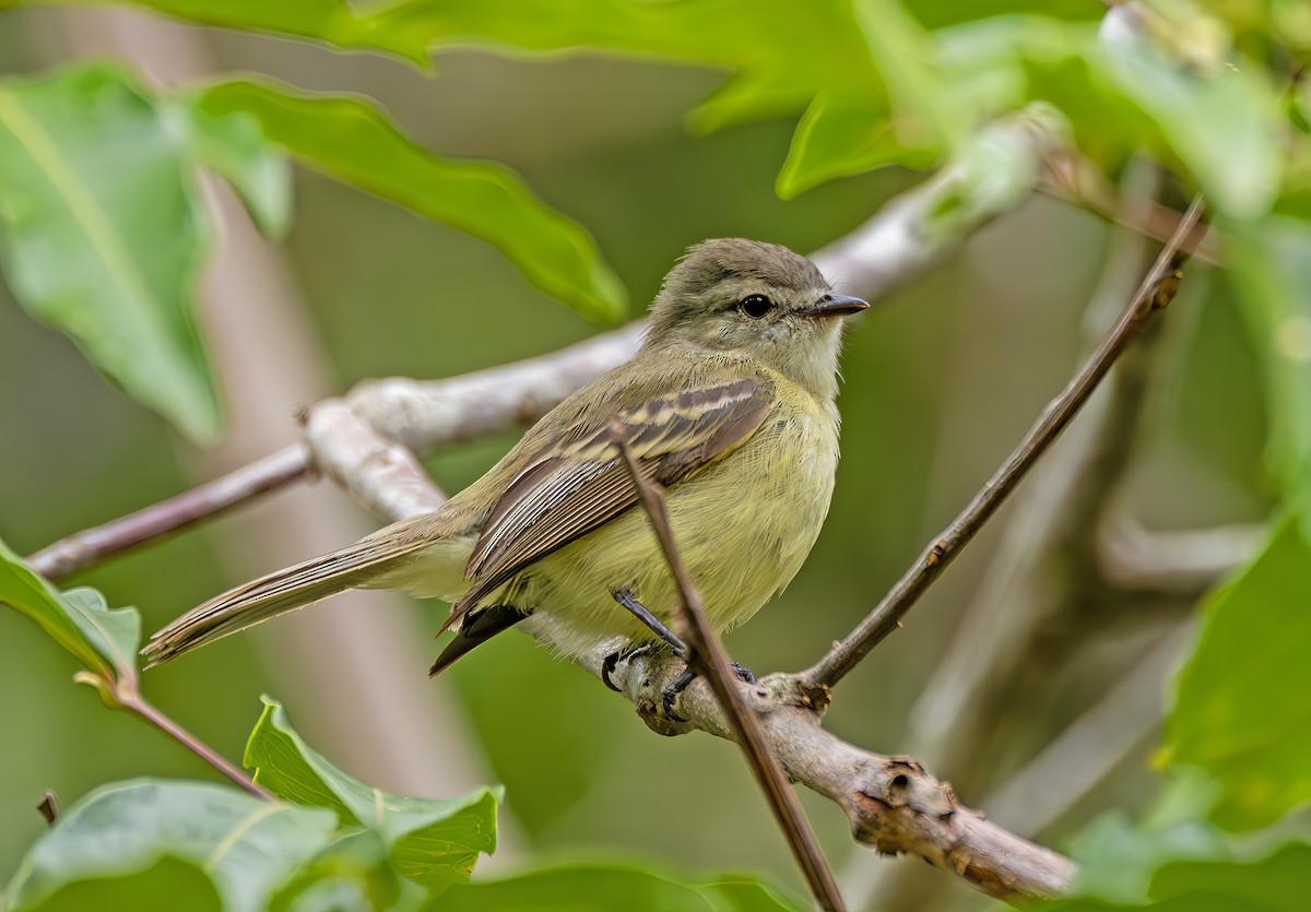 Planalto Tyrannulet - ML646468855