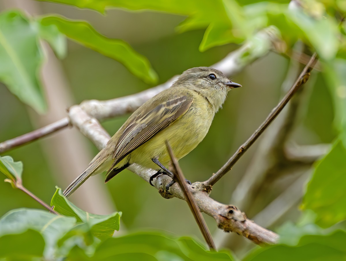 Planalto Tyrannulet - ML646468856