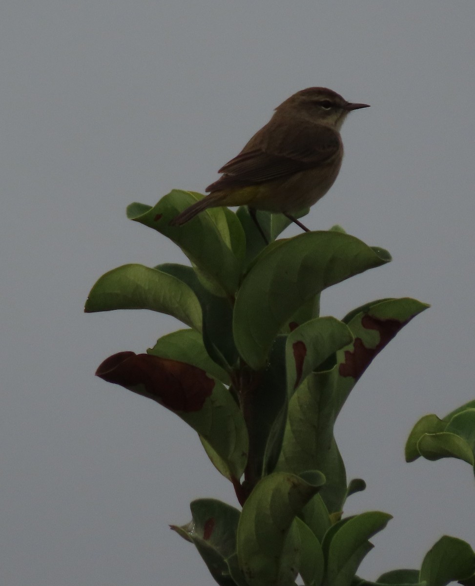 Palm Warbler - ML646468860