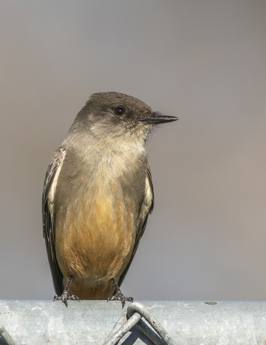 Moucherolle à ventre roux - ML646468862