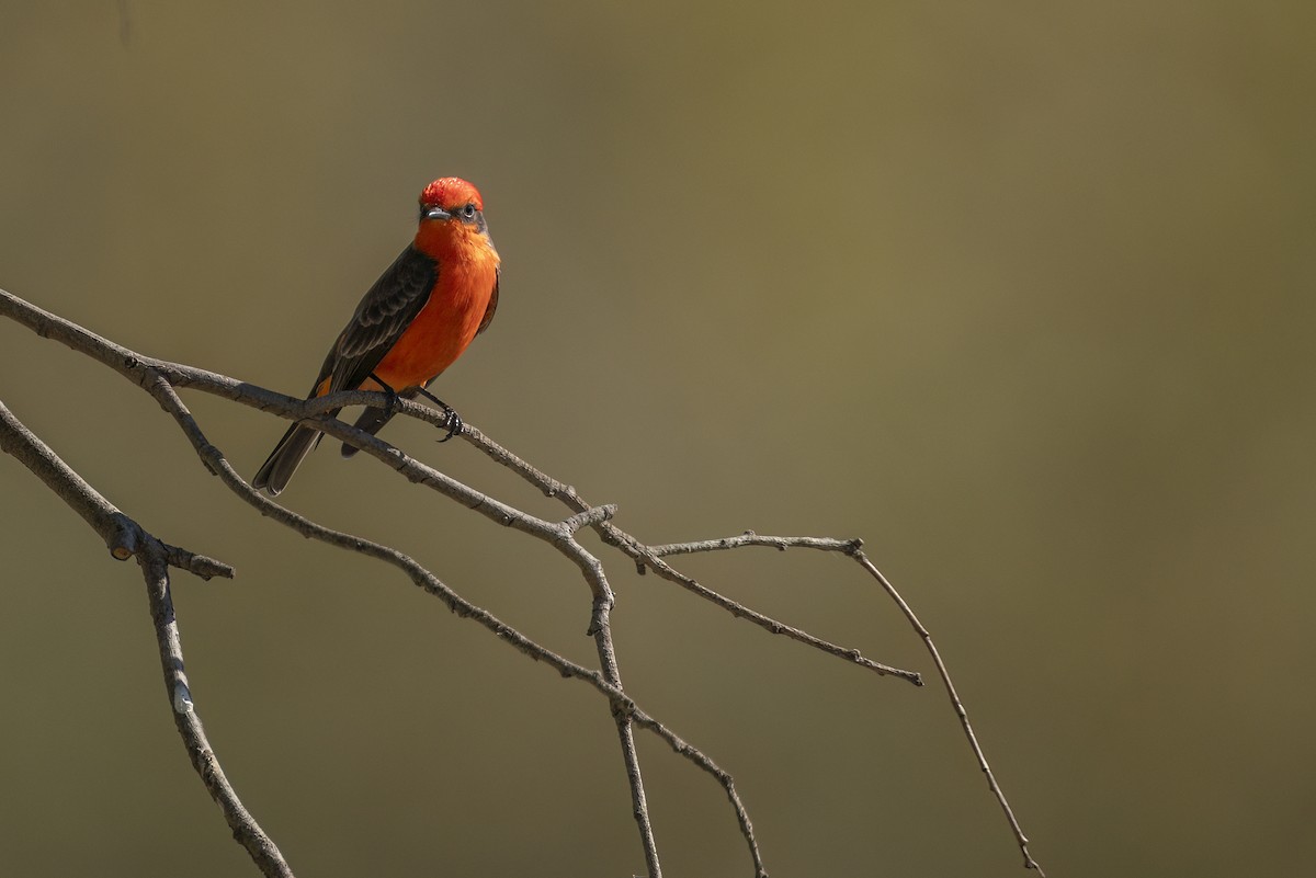 Moucherolle vermillon - ML646468864