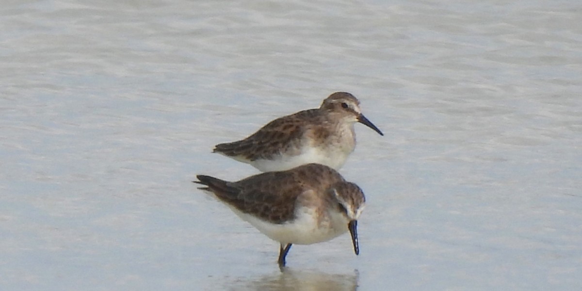 ヒメハマシギ - ML646468865