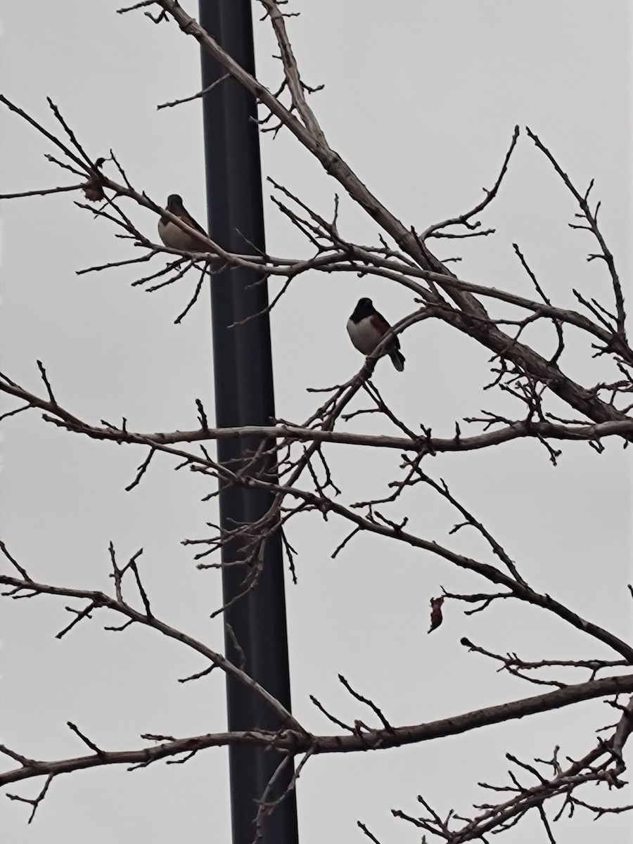 Eastern Towhee - ML646468866