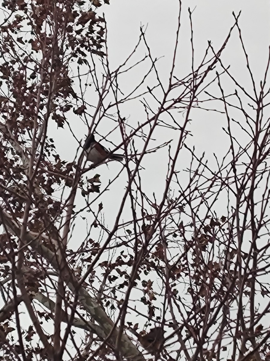 Eastern Towhee - ML646468867