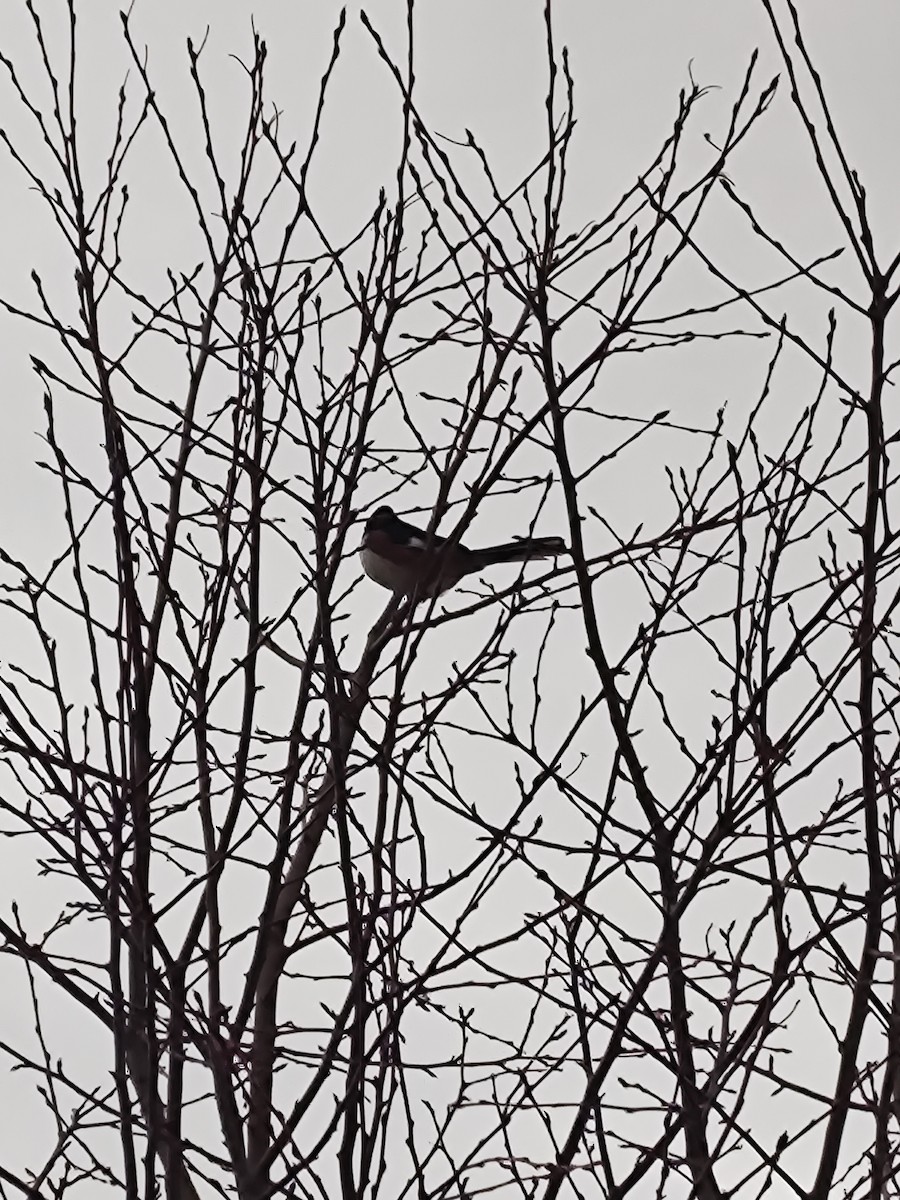 Eastern Towhee - ML646468868