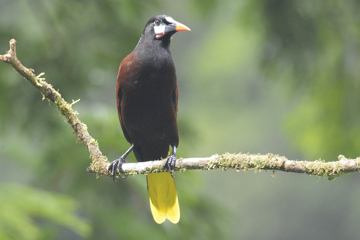 Montezuma Oropendola - ML646468874