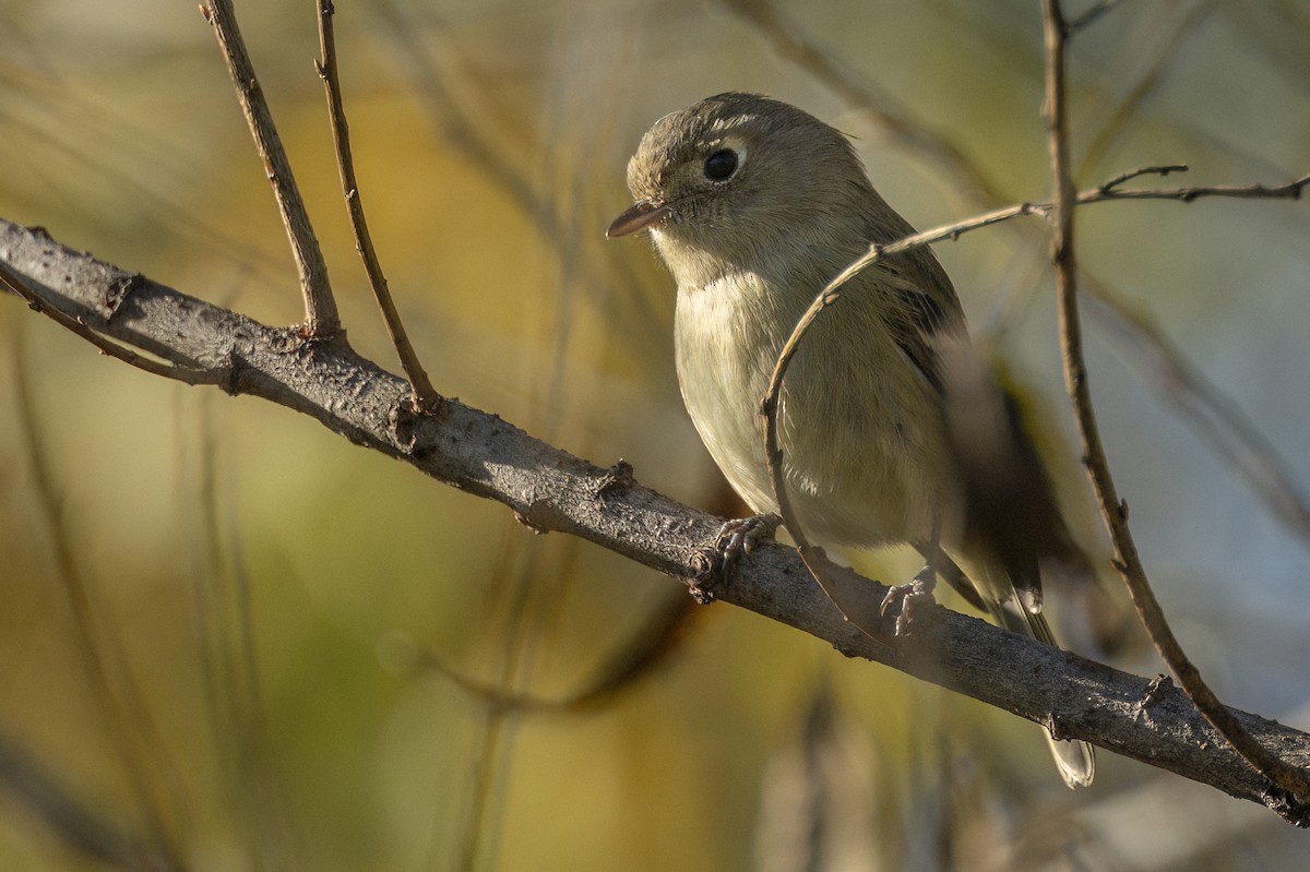 Viréo de Hutton - ML646468877