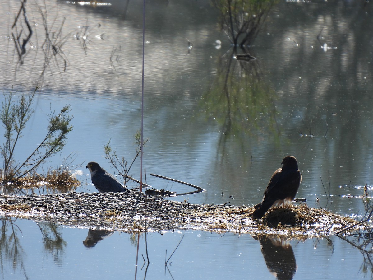 Peregrine Falcon - ML646468878