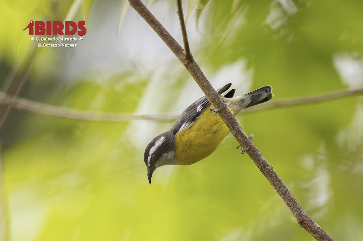 Bananaquit - ML646468884