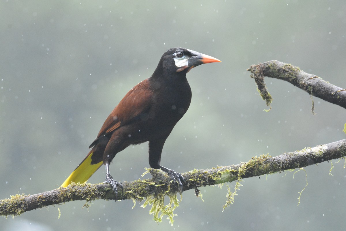 Montezuma Oropendola - ML646468885