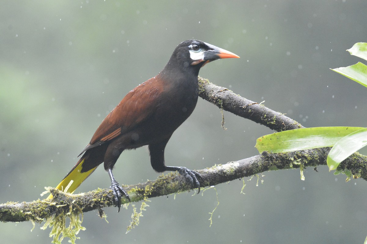 Montezuma Oropendola - ML646468886