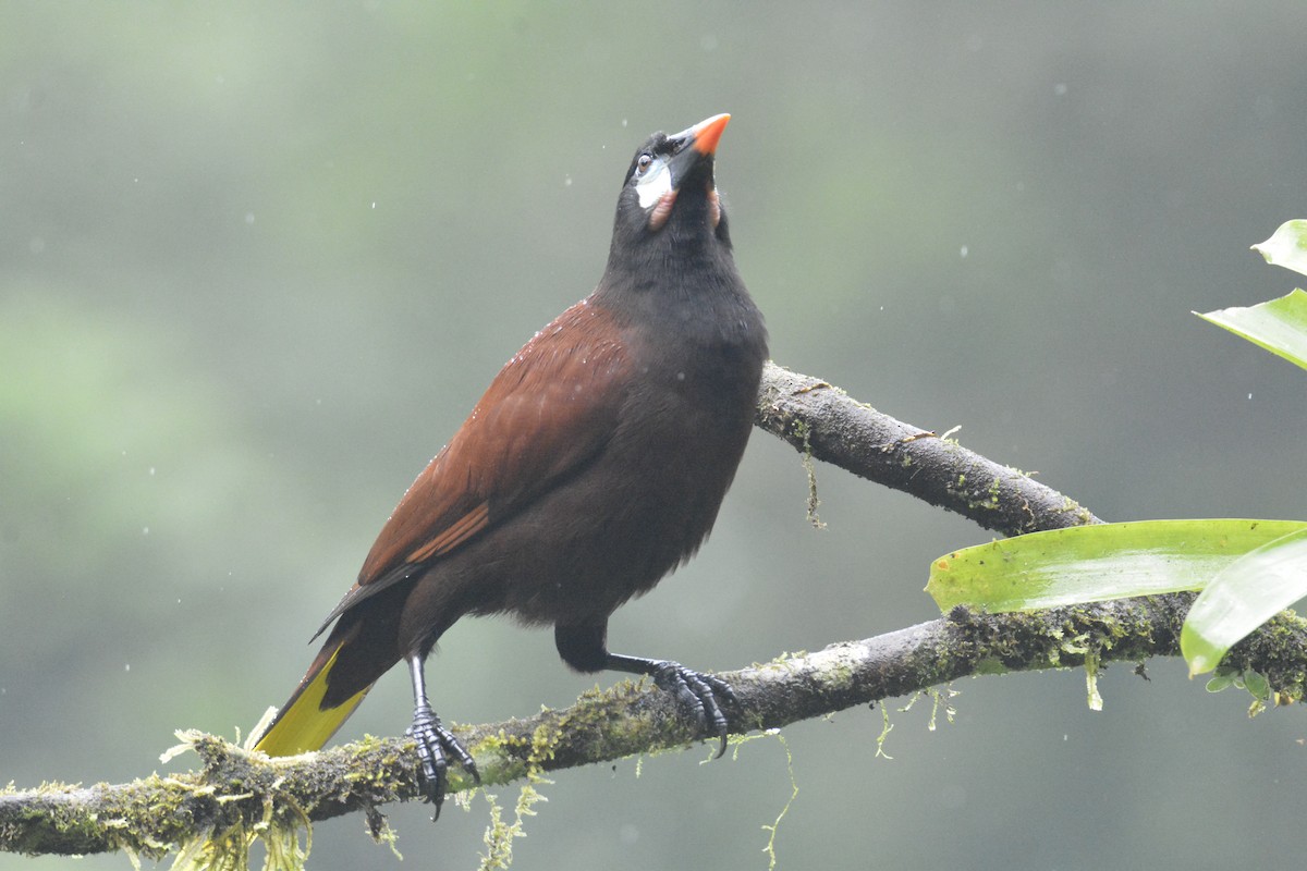 Montezuma Oropendola - ML646468887