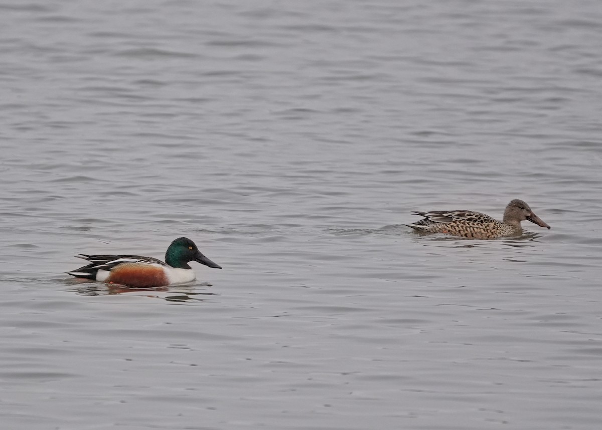 Northern Shoveler - ML646468889