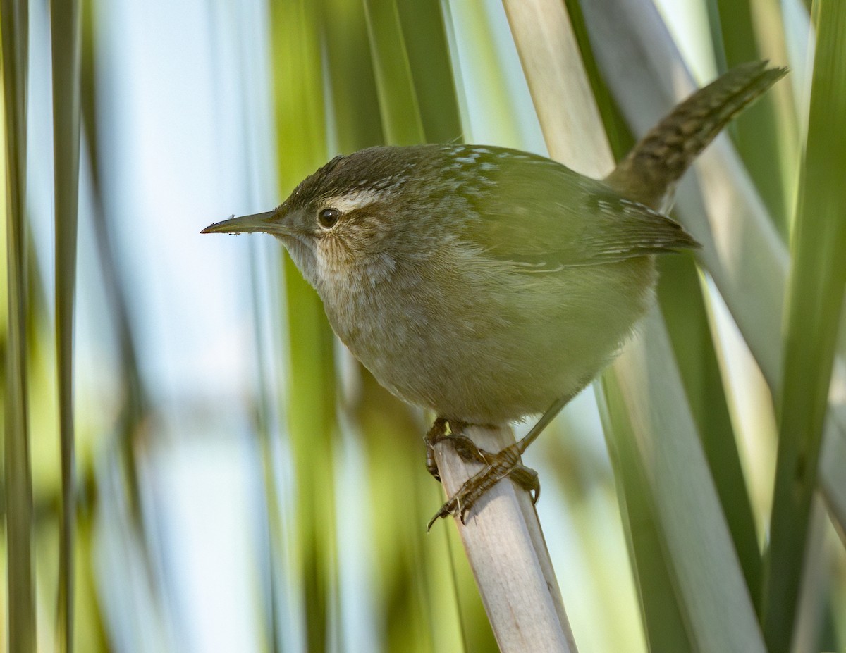 Troglodyte des marais - ML646468891