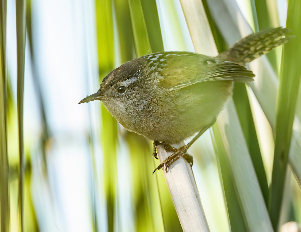 Troglodyte des marais - ML646468892