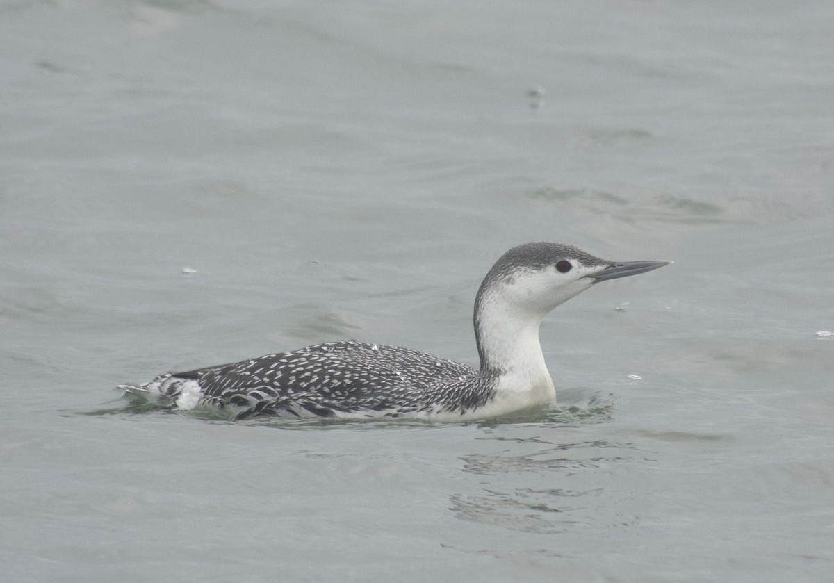 Red-throated Loon - ML646468894