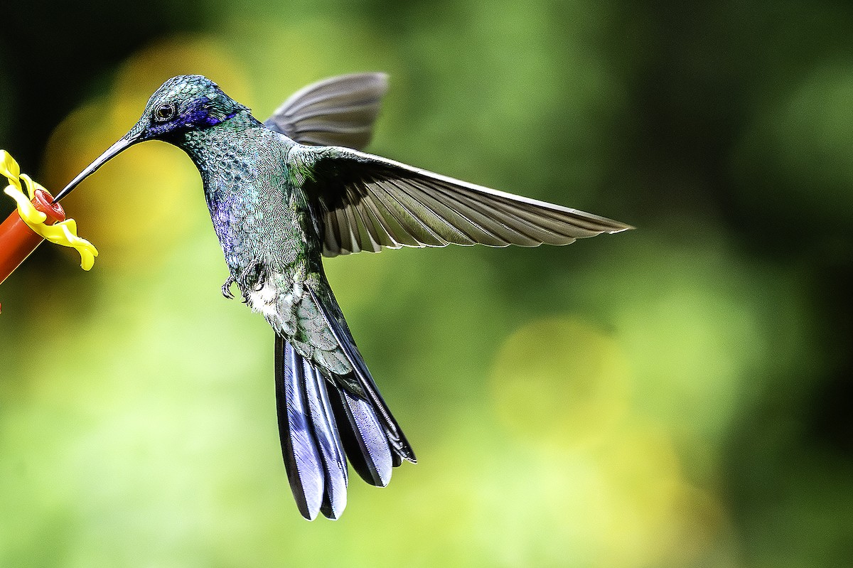 Sparkling Violetear - ML646468895