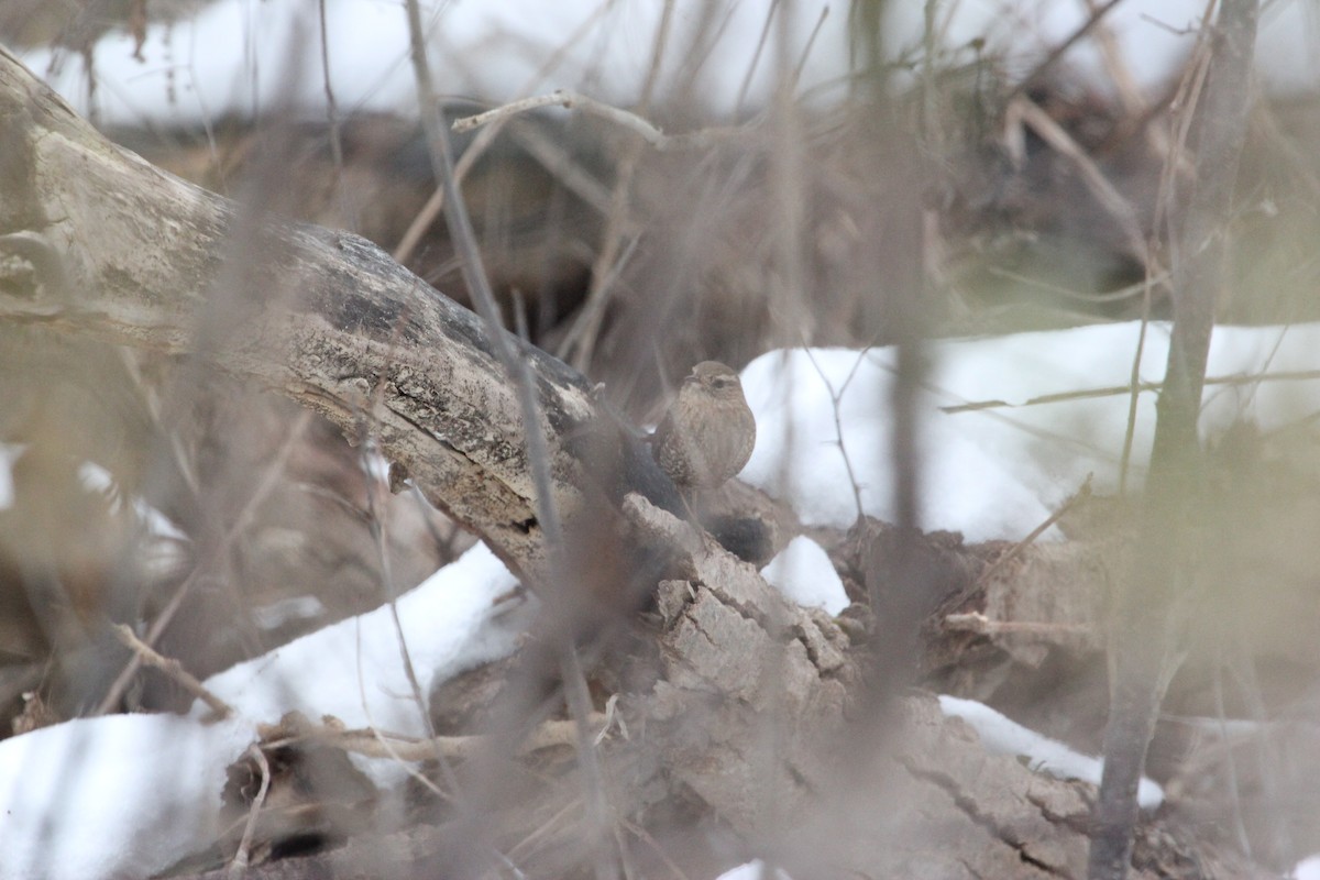 Troglodyte des forêts - ML646468896