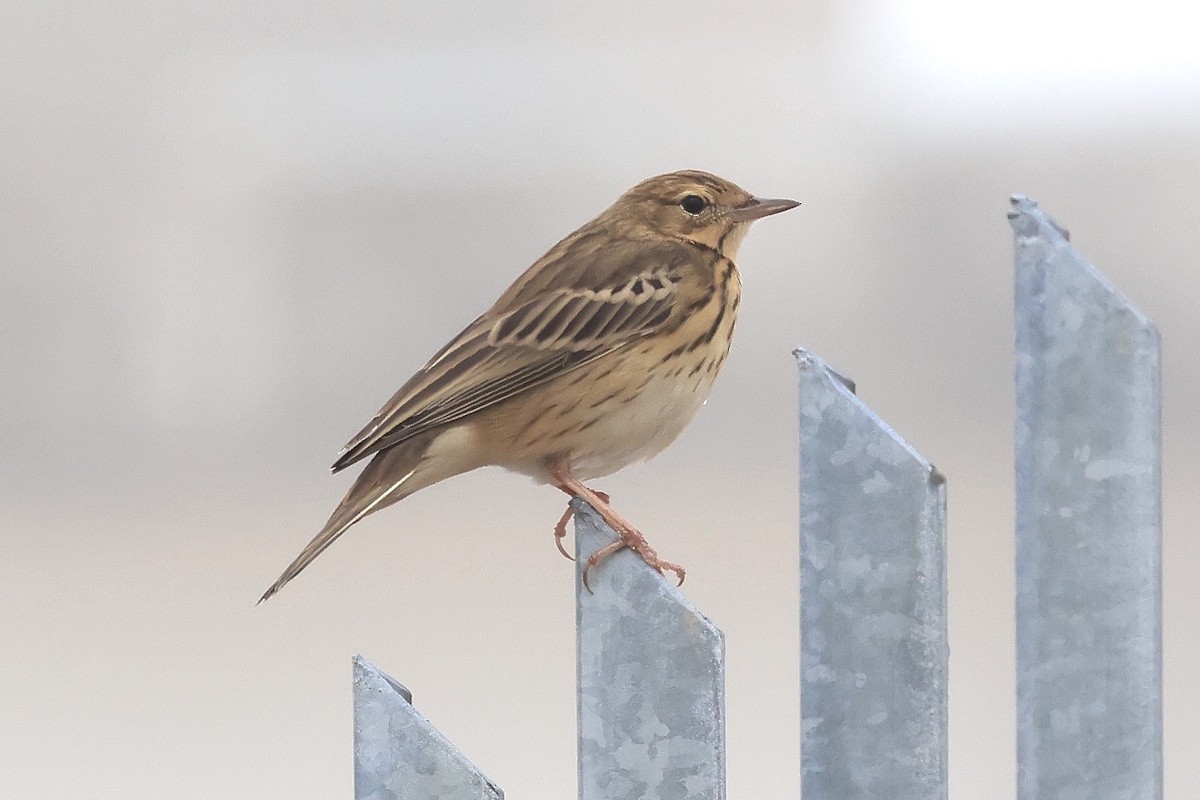 Ойн шийхнүүхэй - ML646468897