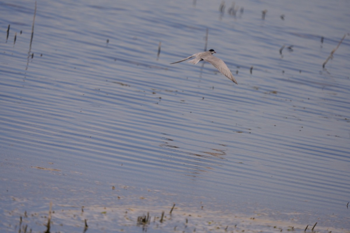 黑腹燕鷗 - ML646468899