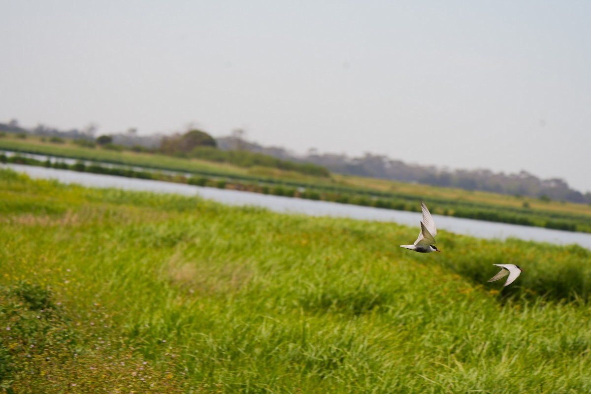 黑腹燕鷗 - ML646468904