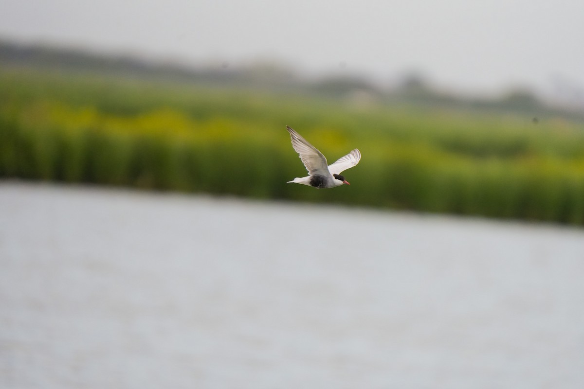 黑腹燕鷗 - ML646468905