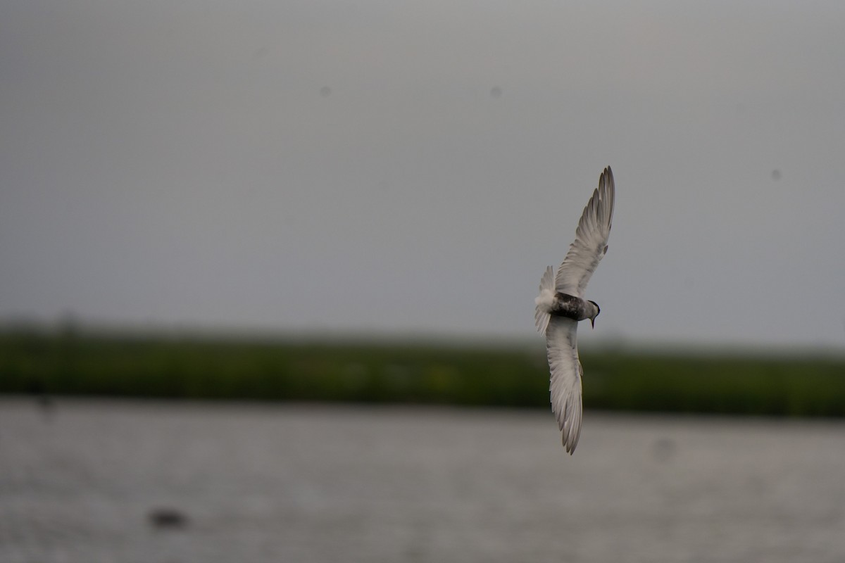 黑腹燕鷗 - ML646468906