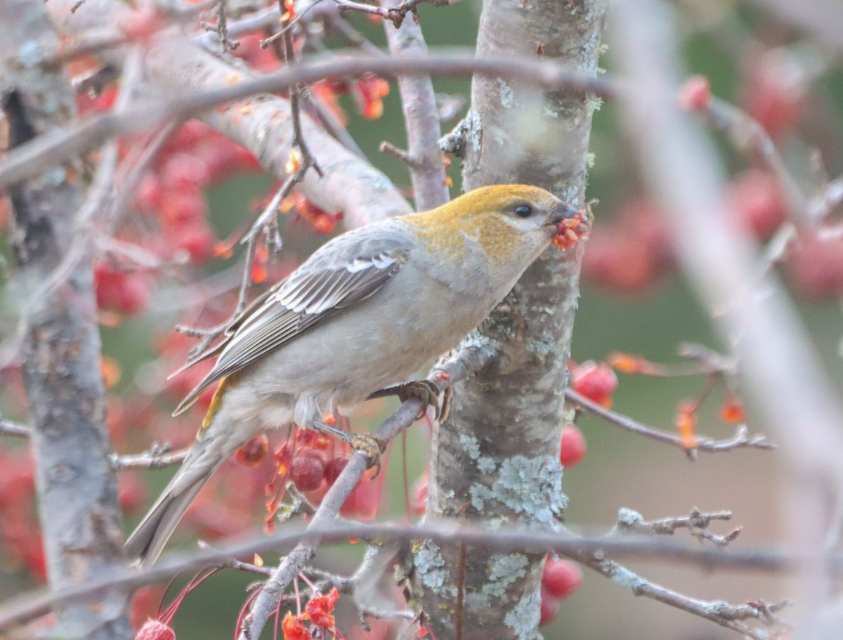 Pine Grosbeak - ML646468908