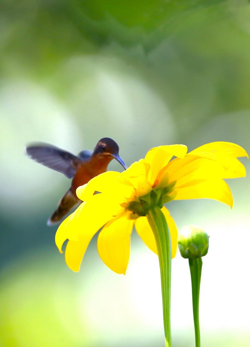 Long-billed Hermit - ML646468911