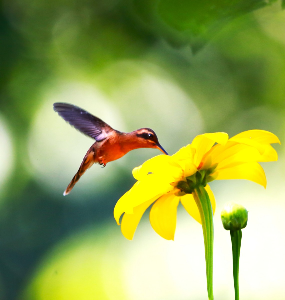 Long-billed Hermit - ML646468912