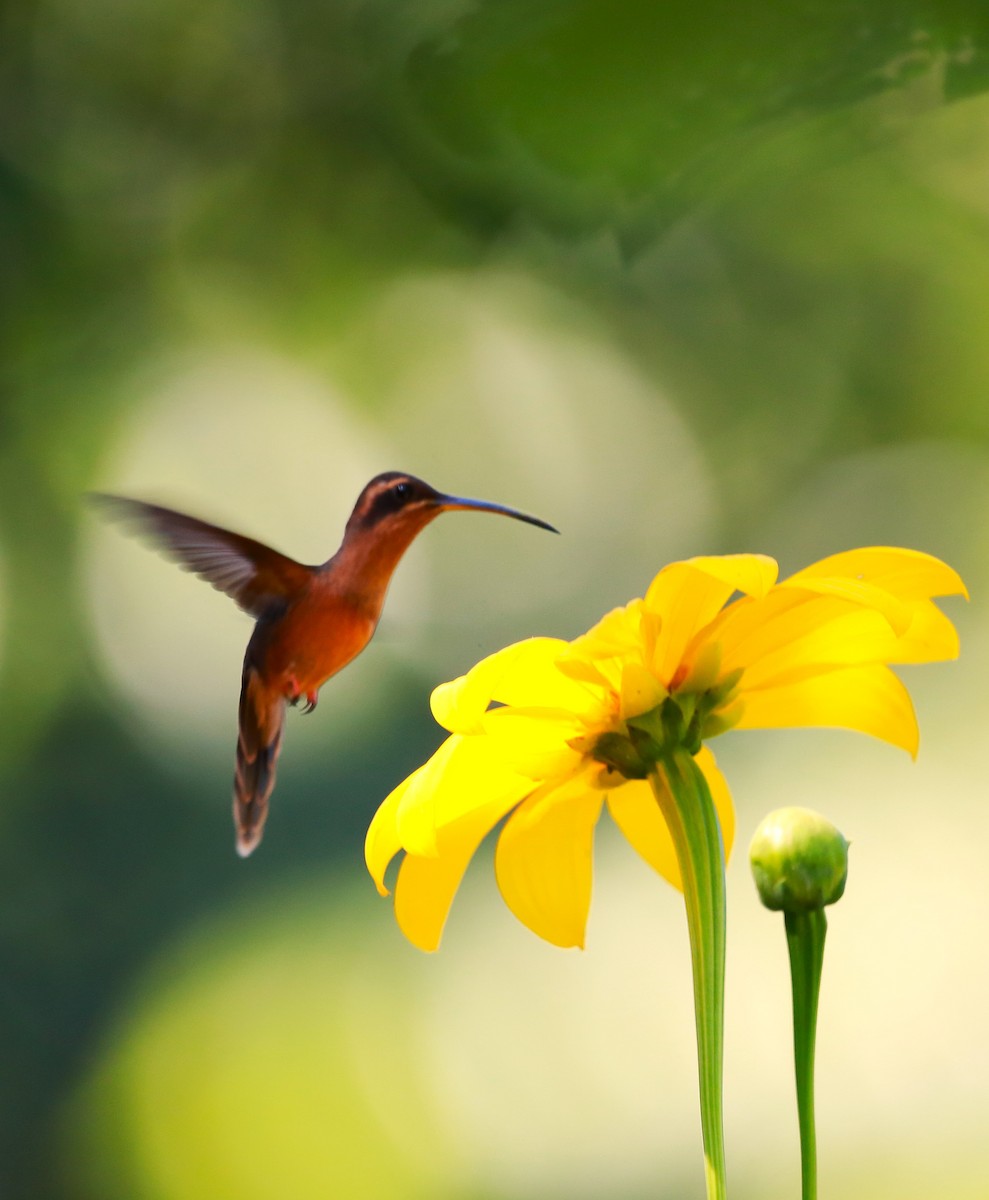 Long-billed Hermit - ML646468914